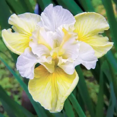 Ирис ЙЕЛЛОУ ТЕЙЛ сибирский в Сморгони