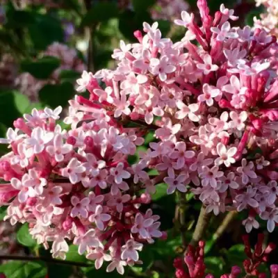 Сирень РЕД ПИКСИ в Сморгони