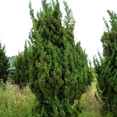 Можжевельник КАЙЗУКА китайский в Сморгони
