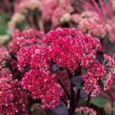 Очиток (седум) РЕД КАУЛИ в Сморгони