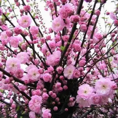 Миндаль ТРЁХЛОПАСТНЫЙ (луизеания) в Сморгони