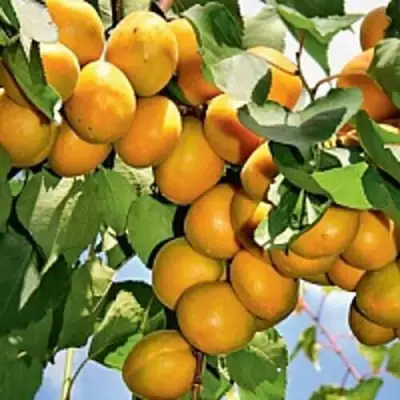 Абрикос БРЯНСКИЙ РАННИЙ в Сморгони