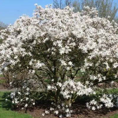 Магнолия КОБУС в Сморгони