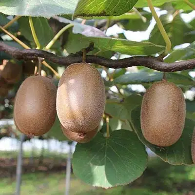 Актинидия ЗАКАРПАТЬЕ киви в Сморгони