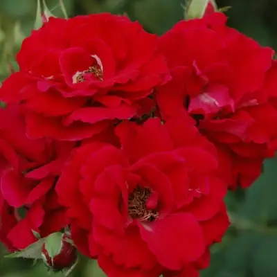 Роза ЧАМПЛЕЙН флорибунда в Сморгони