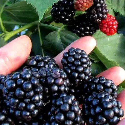 Ежевика ЭВЕРГРИН бесшипная  в Сморгони