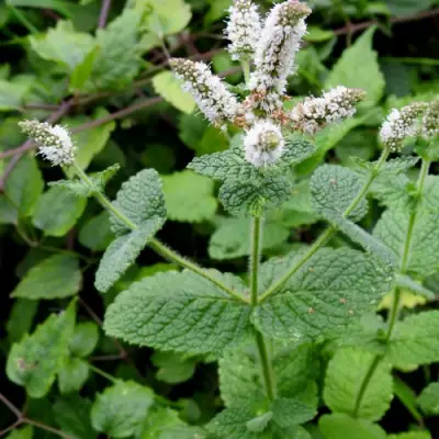 Мята яблочная в Сморгони