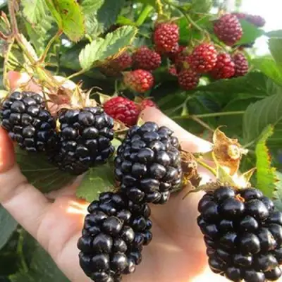 Ежевика НАВАХО бесшипная  в Сморгони