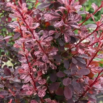 Барбарис РОУЗ ГЛОУ тунберга в Сморгони