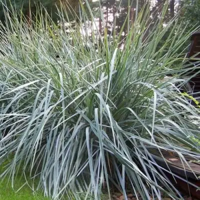 Элимус БЛЮ ДЮН песчаный в Сморгони