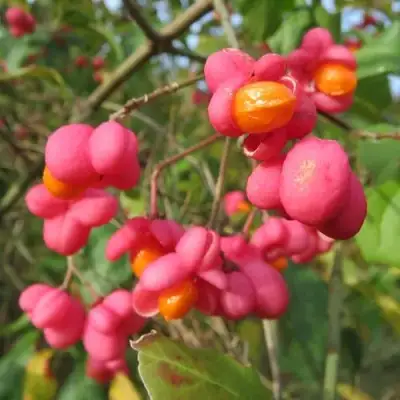 Бересклет ЕВРОПЕЙСКИЙ в Сморгони