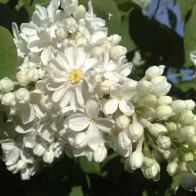 Сирень РОЧЕСТЕР в Сморгони