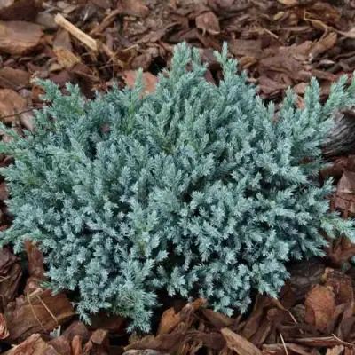 Можжевельник БЛЮ СПАЙДЕР чешуйчатый в Сморгони