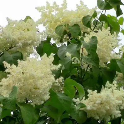 Сирень АМУРСКАЯ в Сморгони