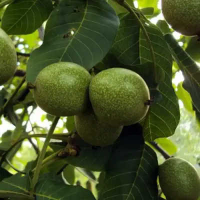 Грецкий орех ПИНСКИЙ в Сморгони
