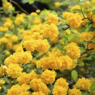 Керрия японская АУРЕОВАРИЕГАТТА в Сморгони