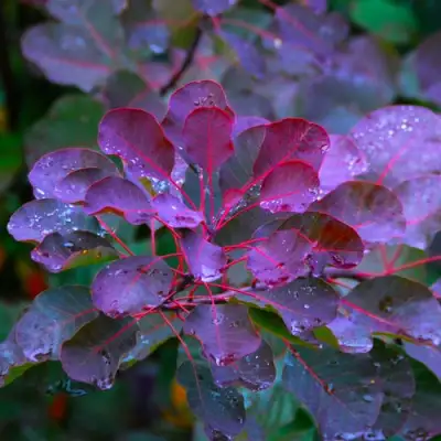 Скумпия ГРЕЙС в Сморгони