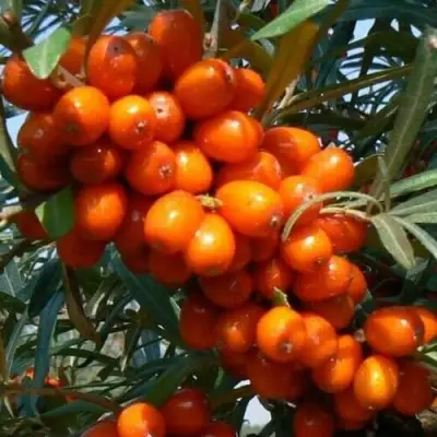 Облепиха ПЛАМЕННАЯ в Сморгони