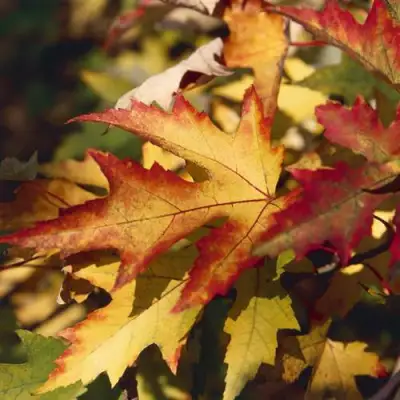 Клен серебристый в Сморгони
