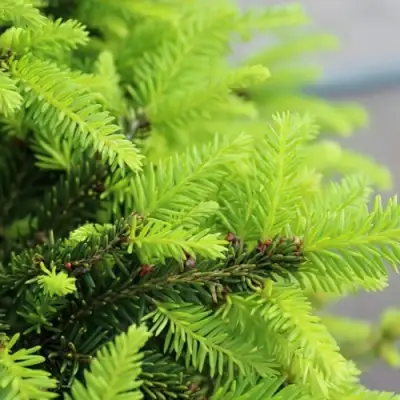 Ель НИДИФОРМИС обыкновенная в Сморгони