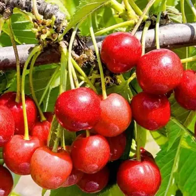 Черешня БЮТТНЕРА КРАСНАЯ в Сморгони