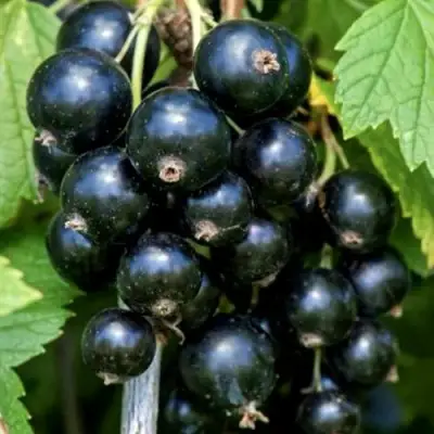 Смородина чёрная СЕЛЕЧЕНСКАЯ в Сморгони