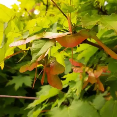 Клен ложноплатановый в Сморгони