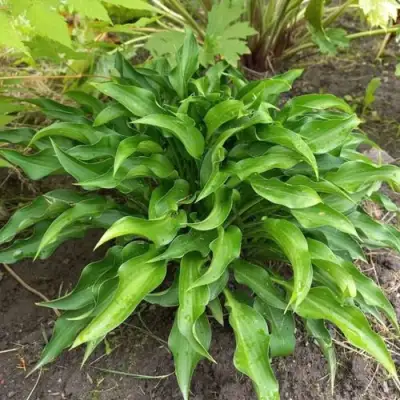 Хоста ГАРРИ ВАН ТРИЕР в Сморгони