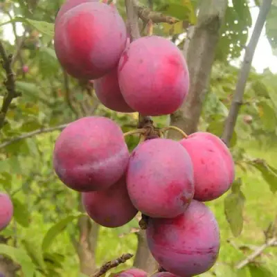 Слива ЭДИНБУРГСКАЯ в Сморгони