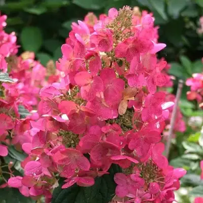 Гортензия МЕГА МИНДИ метельчатая в Сморгони