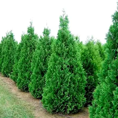 Туя СПИРАЛИС западная в Сморгони