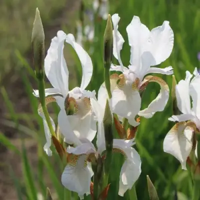 Ирис АЛЬБА сибирский в Сморгони
