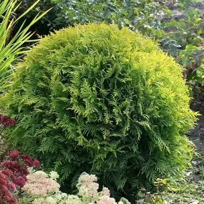 Туя ЕЛЛОУ ГЛОБ западная в Сморгони