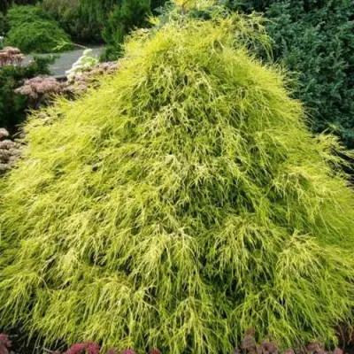 Кипарисовик ФИЛИФЕРА АУРЕА горохоплодный в Сморгони