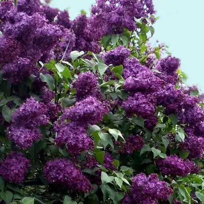 Сирень ИНДИЯ в Сморгони