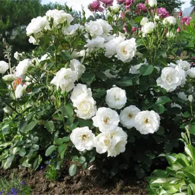 Роза АЛАБАСТЕР флорибунда в Сморгони