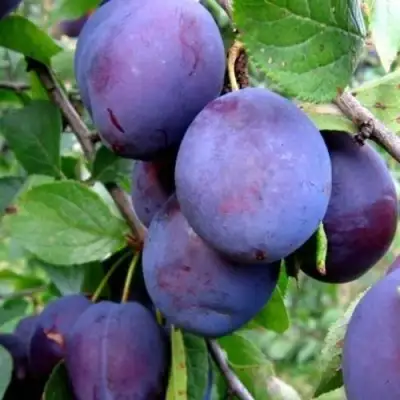 Слива ПЕРДРИГОН в Сморгони