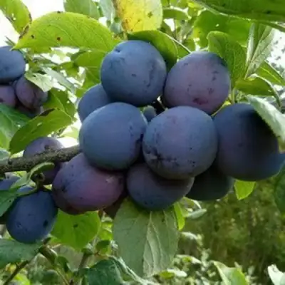 Слива КРОМАНЬ в Сморгони