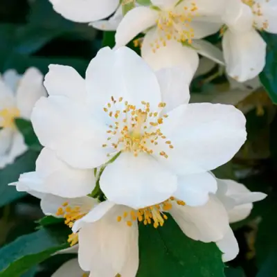 Жасмин ЮСТИНКА в Сморгони