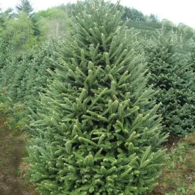Пихта ФРАЗЕРА в Сморгони