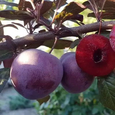 Слива ПАННА в Сморгони