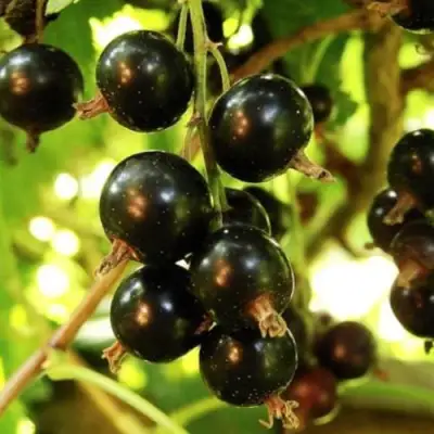 Смородина чёрная НАРА в Сморгони