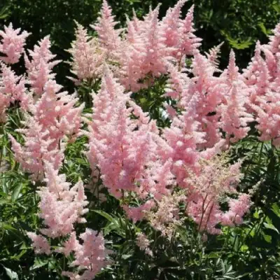 Астильба ГЛИТТЕР ЭНД ГЛАМУР китайская в Сморгони