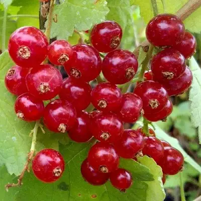 Смородина красная РОНДОМ в Сморгони