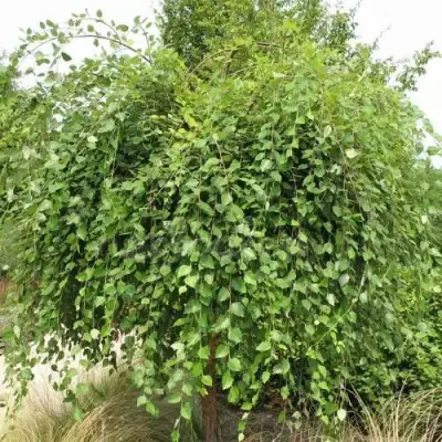 Береза САММЕР КАСКАД черная в Сморгони