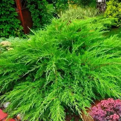 Можжевельник МИНТ ДЖУЛЕП средний в Сморгони