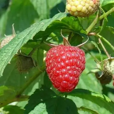 Малина КВЕЛЛИ в Сморгони