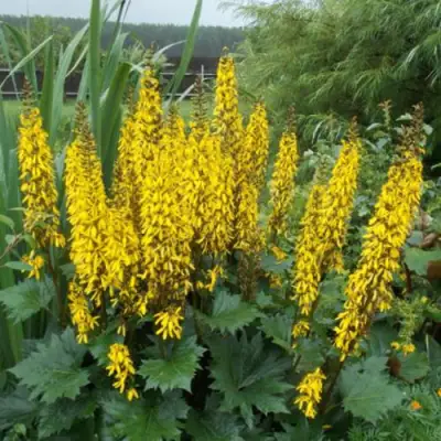 Бузульник ПРЖЕВАЛЬСКОГО в Сморгони