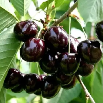 Дюк НОЧКА в Сморгони