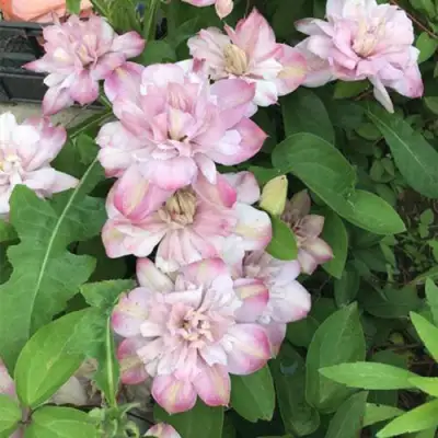 Клематис ИННОСЕНТ БЛАШ в Сморгони